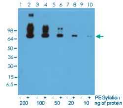 Polyethylene glycol (methoxy group) Rabbit, Clone: RM105 (Biotin), Abnova