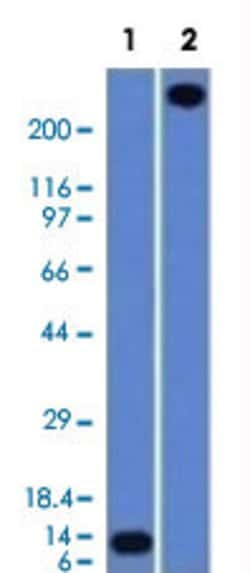 VWF Mouse anti-Human, Clone: VWF/1465, Abnova 100ug:Antibodies, Monoclonal