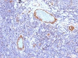 VWF Mouse anti-Human, Clone: VWF/1465, Abnova 100ug:Antibodies, Monoclonal