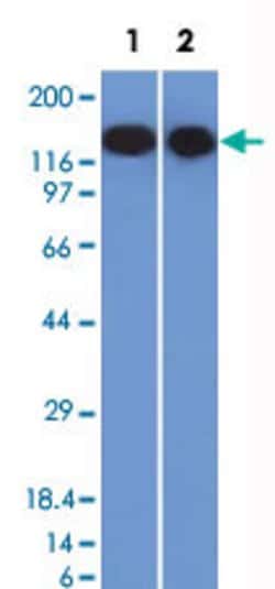 CD22 Mouse anti-Human, Clone: BLCAM/1795, Abnova 100ug:Antibodies, Monoclonal