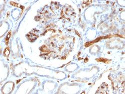 ADIPOQ Mouse anti-Human, Clone: ADPN/1370, Abnova 100ug:Antibodies, Monoclonal