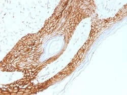 CDH1 Mouse anti-Human, Clone: 4A2, Abnova 100ug:Antibodies, Monoclonal