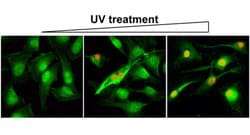 Histone H2AX (phospho S139) Rabbit anti-Human, Clone: RM224, Abnova 100ug:Antibodies,