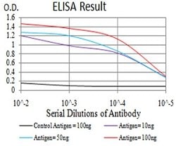 ATG16L1 Mouse anti-Human, Clone:8F8C2, Abnova 100&mu;g:Antibodies, Monoclonal