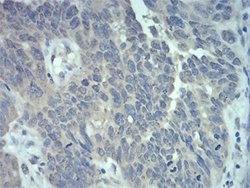 RAB5A Mouse anti-Human, Clone:2E8B11, Abnova 100&mu;g:Antibodies, Monoclonal