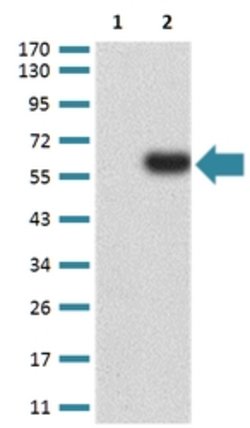 PTPN14 Mouse anti-Human, Clone:2B3H7, Abnova 100&mu;g:Antibodies, Monoclonal