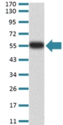 PTPN14 Mouse anti-Human, Clone:2B3H7, Abnova 100&mu;g:Antibodies, Monoclonal