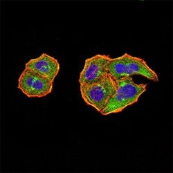PTPN14 Mouse anti-Human, Clone:2B3H7, Abnova 100&mu;g:Antibodies, Monoclonal