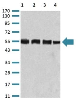 BIN1 Mouse anti-Human, Mouse, Clone:3B6A4, Abnova 100&mu;g:Antibodies,