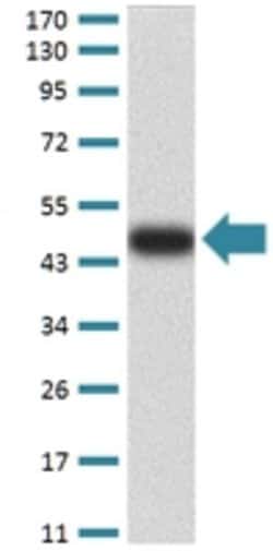BIN1 Mouse anti-Human, Mouse, Clone:3B6A4, Abnova 100&mu;g:Antibodies,