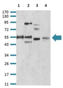 BIN1 Mouse anti-Human, Mouse, Clone:3B6F10, Abnova 100&mu;g:Antibodies,