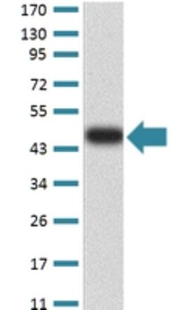 BIN1 Mouse anti-Human, Mouse, Clone:3B6F10, Abnova 100&mu;g:Antibodies,