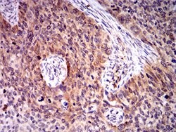 BIN1 Mouse anti-Human, Mouse, Clone:3B6F10, Abnova 100&mu;g:Antibodies,