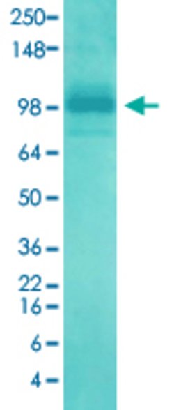 Dlg4 Mouse anti-Rat, APC, Clone:6G6, Abnova 100&mu;g:Antikörper