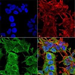 AMIGO1 Mouse anti-Human, Rat, FITC, Clone:S86-36, Abnova&trade;