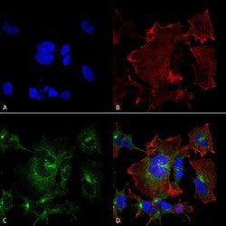 Npas4 Mouse anti-Rat, HRP, Clone:S408-79, Abnova 100&mu;g:Antibodies, Monoclonal
