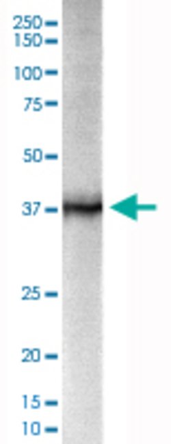 Kcnab2 Mouse anti-Rat, APC, Clone:G6, Abnova 100&mu;g:Antibodies, Monoclonal