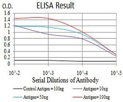 BCL11B Mouse anti-Human, Clone:1F8G8, Abnova 100&mu;g:Antibodies, Monoclonal