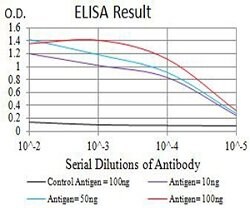 CHRNB2 Mouse anti-Human, Clone:2D12A2, Abnova 100&mu;g:Antibodies, Monoclonal