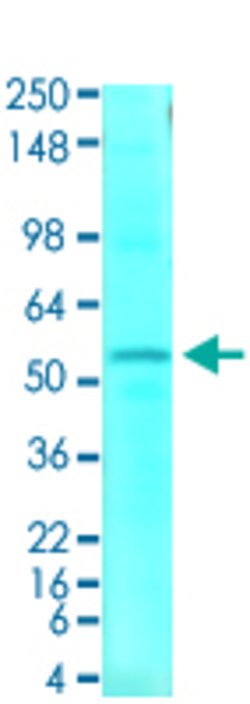 SLC1A1 Mouse anti-Human, Rat, Clone:S180-41, Abnova 100&mu;g:Antibodies,