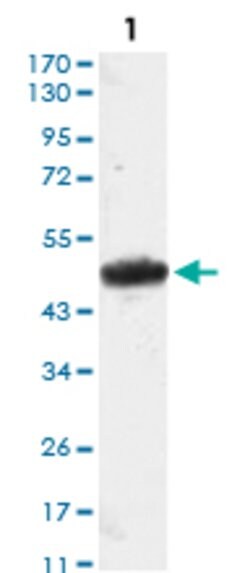 MESP1 Mouse anti-Human, Clone:1A3, Abnova 100&mu;g:Antibodies, Monoclonal