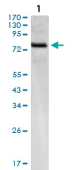KLHL25 Mouse anti-Human, Clone:1B7, Abnova 100&mu;g:Antibodies, Monoclonal