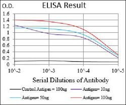 DNM1L Mouse anti-Human, Mouse, Rat, Clone:4A4C7, Abnova 100&mu;g:Antibodies,