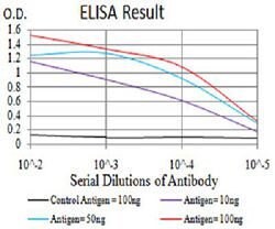 EIF5 Mouse anti-Human, Clone:6D6H11, Abnova 100&mu;g:Antibodies, Monoclonal