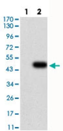 TWIST2 Mouse anti-Human, Clone:1A11D9, Abnova 100&mu;g:Antibodies, Monoclonal