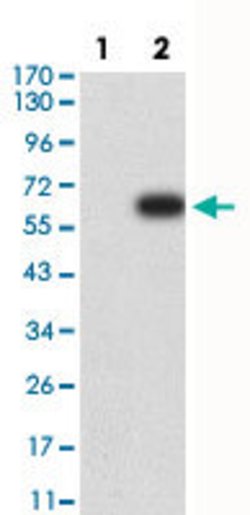 AOF2 Mouse anti-Human, Clone:3F9D2, Abnova 100&mu;g:Antibodies, Monoclonal