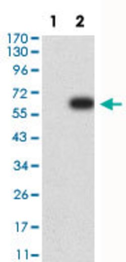 AOF2 Mouse anti-Human, Monkey, Clone:3F9A3, Abnova 100&mu;g:Antibodies,