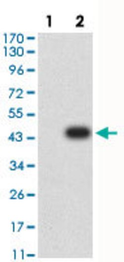 BUB1 Mouse anti-Human, Clone:1A11C7, Abnova 100 &mu;g | Buy Online | Abnova Corporation | Fisher Scientific