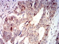 AURKA Mouse anti-Human, Clone:2D8A4, Abnova 100&mu;g:Antibodies, Monoclonal