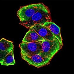 AURKA Mouse anti-Human, Clone:2D8A4, Abnova 100&mu;g:Antibodies, Monoclonal