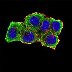 AURKA Mouse anti-Human, Clone:2D8A4, Abnova 100&mu;g:Antibodies, Monoclonal