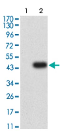 AURKA Mouse anti-Human, Clone:2D8A4, Abnova 100&mu;g:Antibodies, Monoclonal