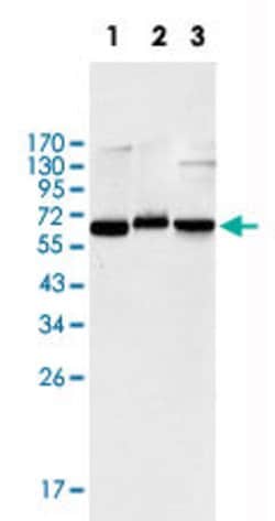 RELA Mouse anti-Human, Clone:6H7, Abnova 100&mu;g:Antibodies, Monoclonal