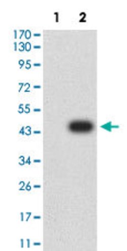 CBX7 Mouse anti-Human, Clone:3H9C4, Abnova 100&mu;g:Antibodies, Monoclonal