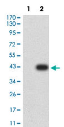 ATPIF1 Mouse anti-Human, Clone:1F3B8, Abnova 100&mu;g:Antibodies, Monoclonal