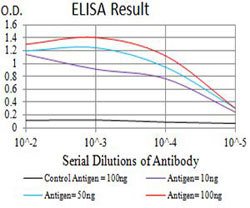 ALDOA Mouse anti-Human, Clone:2H2B1, Abnova 100&mu;g:Antibodies, Monoclonal