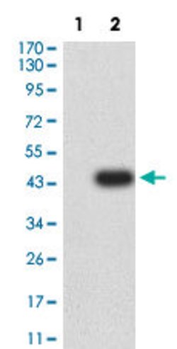 BATF Mouse anti-Human, Clone:7C8F3, Abnova 100&mu;g:Antibodies, Monoclonal