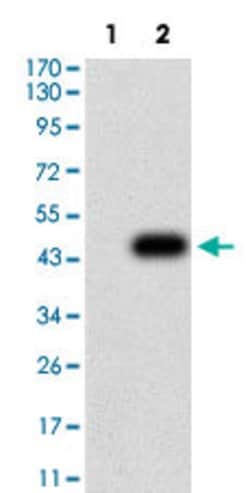 SEMA4D Mouse anti-Human, Clone:5H6E3, Abnova 100&mu;g:Antibodies, Monoclonal