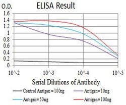 GRIN2B Mouse anti-Human, Clone:6E9A8, Abnova 100&mu;g:Antibodies, Monoclonal