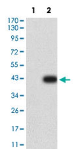CXCR3 Mouse anti-Human, Clone:5C10E6, Abnova 100&mu;g:Antibodies, Monoclonal
