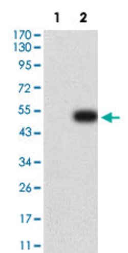 TNFRSF4 Mouse anti-Human, Clone:8H6H7, Abnova 100&mu;g:Antibodies, Monoclonal