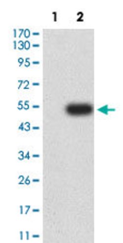 ICAM2 Mouse anti-Human, Clone:6B9G10, Abnova 100&mu;g:Antibodies, Monoclonal
