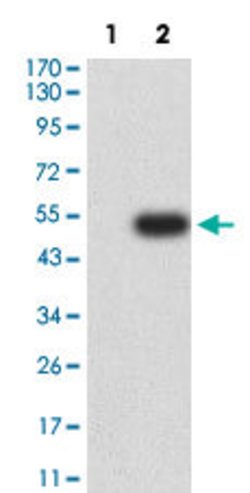 KLRB1 Mouse anti-Human, Clone:4C6A11, Abnova 100&mu;g:Antibodies, Monoclonal
