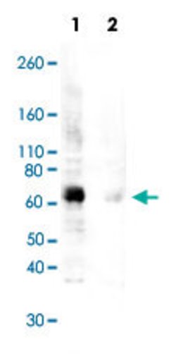 ZAP70 Rabbit anti-Human, Mouse, Unconjugated, Clone: H11, Abnova:Antibodies:Primary