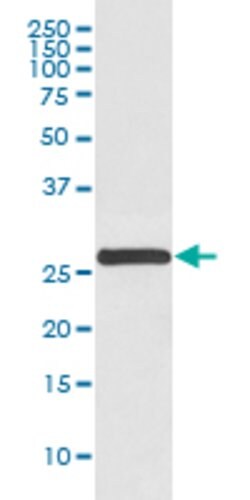YWHAG Rabbit anti-Human, Mouse, Rat, Unconjugated, Clone: HAH-25 , Abnova