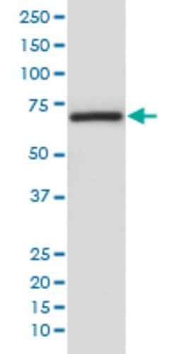 ARAF Rabbit anti-Human, Unconjugated, Clone: IBA-1 , Abnova&trade;